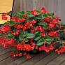 Бегония гибридная (зеленая листва) (Begonia benariensis) Бегония гибридная (зеленая листва) (Begonia benariensis)