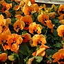 Виола Виттрока (Viola wittrockiana) Виола Виттрока (Viola wittrockiana)