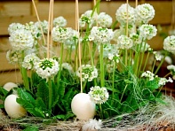 Примула мелкозубчатая (Corolla)