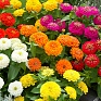 Цинния изящная (Zinnia elegans) Цинния изящная (Zinnia elegans)