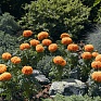 Бархатцы прямостоячие (Tagetes erecta)