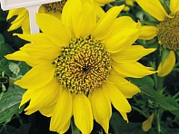 Подсолнечник летний (Pacino)