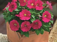 Петуния мелкоцветковая (Picobella F1)