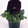 Виола виттрока (Viola wittrockiana)