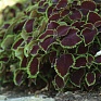 Колеус гибридный (Coleus х hybrida) Колеус гибридный (Coleus х hybrida)