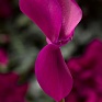 Цикламен персидский (Cyclamen persicum)