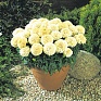 Бархатцы прямостоячие (Tagetes erecta) Бархатцы прямостоячие (Tagetes erecta)