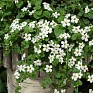 Бакопа (Сутера) сердцевидная (Sutera (Bacopa) cordata)
