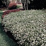Гвоздика турецкая (Dianthus barbatus)
