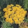 Виола виттрока (Viola wittrockiana) Виола виттрока (Viola wittrockiana)