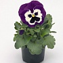 Виола виттрока (Viola wittrockiana)