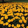 Бархатцы прямостоячие (Tagetes erecta) Бархатцы прямостоячие (Tagetes erecta)