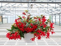 Бегония боливийская ампельная (Groovy F1)