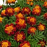 Бархатцы отклоненные (Tagetes patula)