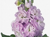 Левкой седой (Mathilda)