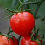 Томат (Lycopersicon esculentum) Томат (Lycopersicon esculentum)