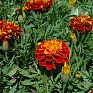 Бархатцы отклоненные (Tagetes patula) Бархатцы отклоненные (Tagetes patula)