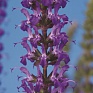 Шалфей превосходный (Salvia superba)