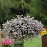 Бакопа (Сутера) сердцевидная (Sutera (Bacopa) cordata) Бакопа (Сутера) сердцевидная (Sutera (Bacopa) cordata)