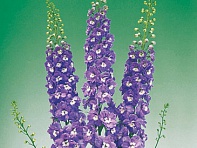 Дельфиниум высокий (Aurora F1) Дельфиниум высокий (Aurora F1)