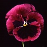 Виола Виттрока (Viola wittrockiana)