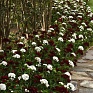 Гвоздика турецкая (Dianthus barbatus)