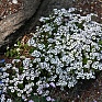 Гипсофила ясколковидная (Gypsophila cerastioides) Гипсофила ясколковидная (Gypsophila cerastioides)