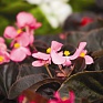 Бегония вечноцветущая (бронзовая листва) (Begonia semperflorens)