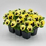 Виола виттрока (Viola wittrockiana) Виола виттрока (Viola wittrockiana)