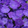 Петуния ампельная гибридная (Petunia х hybrida) Петуния ампельная гибридная (Petunia х hybrida)