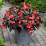 Бегония гибридная ампельная (бронзовая листва) (Begonia hybrida) Бегония гибридная ампельная (бронзовая листва) (Begonia hybrida)