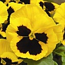 Виола Виттрока (Viola wittrockiana) Виола Виттрока (Viola wittrockiana)