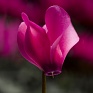 Цикламен персидский (Cyclamen persicum)