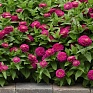 Цинния изящная (Zinnia elegans) Цинния изящная (Zinnia elegans)