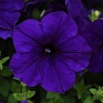 Петуния ампельная гибридная (Petunia х hybrida) Петуния ампельная гибридная (Petunia х hybrida)