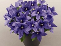 Платикодон крупноцветковый (Pop Star)