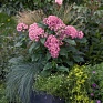 Пентас ланцетовидный (Pentas lanceolata)