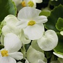 Бегония вечноцветущая (зеленая листва) (Begonia semperflorens)