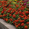 Цинния изящная (Zinnia elegans) Цинния изящная (Zinnia elegans)