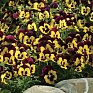 Виола виттрока (Viola wittrockiana) Виола виттрока (Viola wittrockiana)