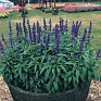Шалфей мучнистый (Salvia farinacea)
