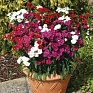 Гвоздика турецкая (Dianthus barbatus)