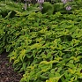 Колеус гибридный (Coleus х hybrida) Колеус гибридный (Coleus х hybrida)