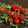 Цинния изящная (Zinnia elegans)