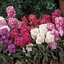 Левкой седой (Matthiola incana)