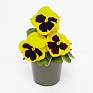Виола виттрока (Viola wittrockiana) Виола виттрока (Viola wittrockiana)