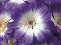 Цинерария гибридная (Venezia F1)