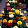 Цинния изящная (Zinnia elegans)