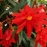 Бегония гибридная ампельная (зеленая листва) (Begonia hybrida) Бегония гибридная ампельная (зеленая листва) (Begonia hybrida)