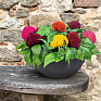 Целозия гребенчатая (Celosia cristata)